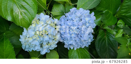アジサイ 花びら 67926285