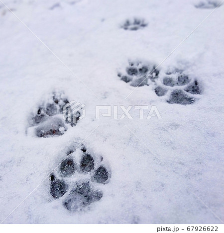 雪道を散歩する犬の足あとの写真素材