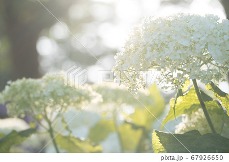 光の差すアジサイ 67926650