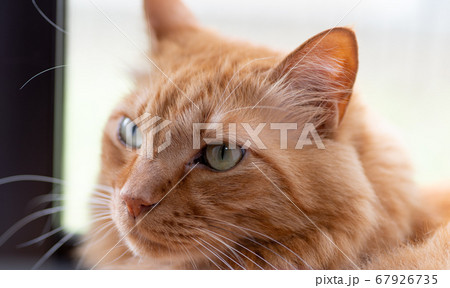 見つめる猫　茶トラ猫 67926735