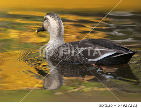 黄金色の紅葉に向かっていくカモの写真素材