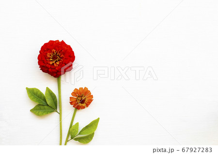 colorful orange flowers zinnia elegans arrangement flat lay postcard style  67927283