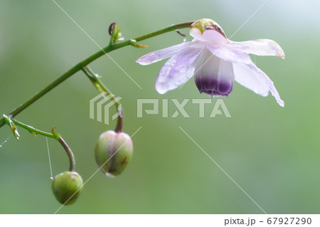 レンゲショウマの花の写真素材