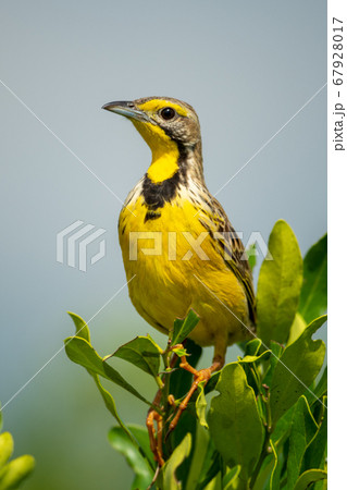 Yellow-throated longclaw perches on bush in 67928017