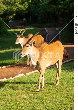Two common eland walk along sunny path 67928050