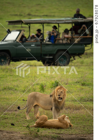 Photographers in safari truck watching two lions 67928078