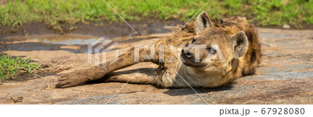 Panorama of spotted hyena lying on rock 67928080