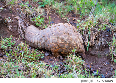 Pangolin walks between grass tufts on bank 67928089