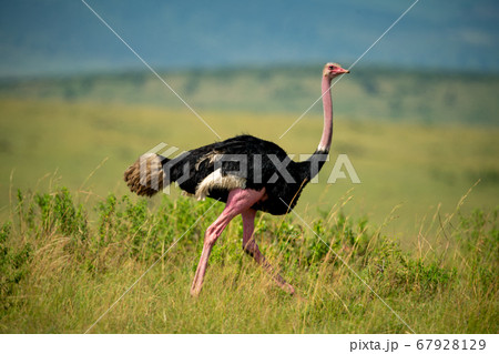 Male common ostrich runs through long grass Male common ostrich runs through long grass 67928129
