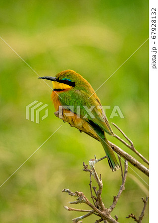 Little bee-eater perches on branch in profile Little bee-eater perches on branch in profile 67928132