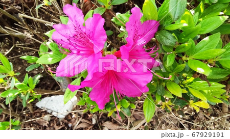 サツキ 春 自然 67929191