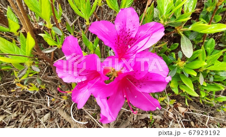 サツキ 春 自然 67929192