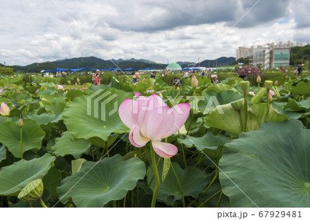 韓国 風景 夏 67929481