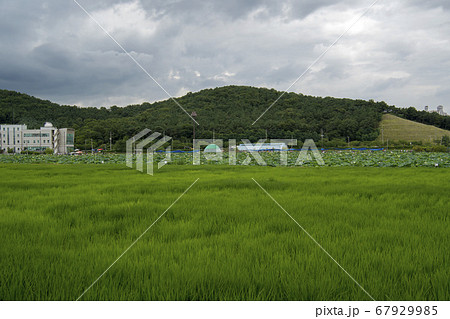 風景 山 田畑 67929985