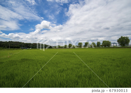風景 田畑 始興市 67930013