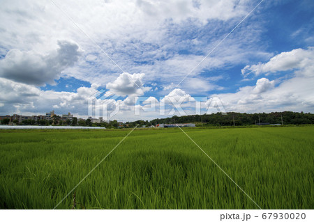 風景 山 田畑 67930020