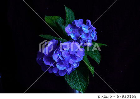 紫陽花 67930168