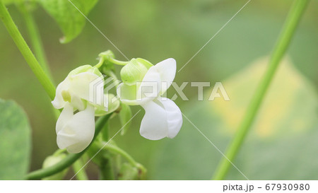 鞘インゲンの白い花の写真素材 鞘インゲンの白い花の写真素材