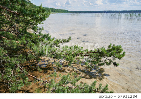 Fir branches over water lake Fir branches over water lake 67931284