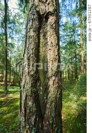 Cut on tree trunk Cut on tree trunk 67931287