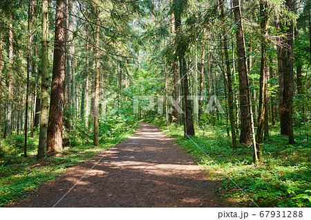 Road in green forest 67931288
