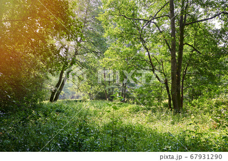 Green forest meadow 67931290