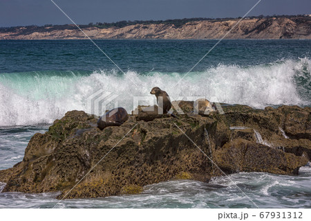 Group of California Sea Lions sunning themselves on the rocks at La Jolla Cove in La Jolla, San Diego, USA in summer Group of California Sea Lions sunning themselves on the rocks at La Jolla Cove in La Jolla, San Diego, USA in summer 67931312