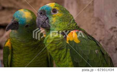 Beautiful  Macaw parrots portrait with blurred background 67931434
