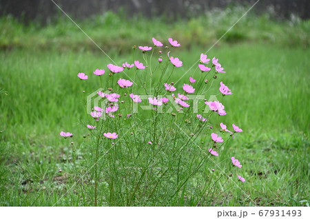 コスモスの花 コスモスの花 67931493