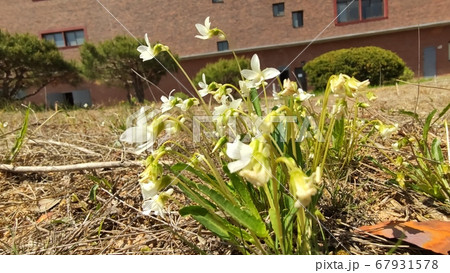 スミレ オランケコト 春 67931578