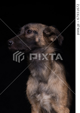 dog on black background 67931672