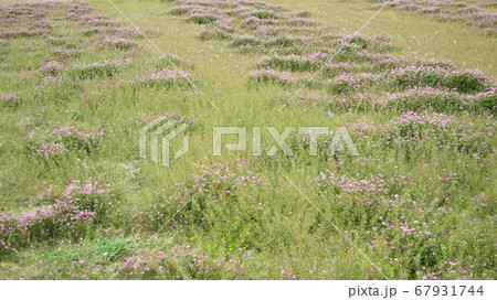 荒地　草原　野原　雑草　土地 67931744