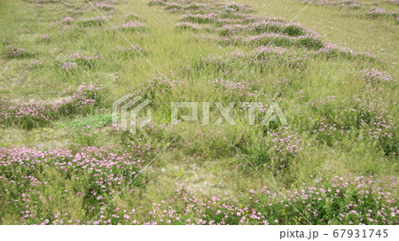 荒地 草原 野原 雑草 土地 荒地 草原 野原 雑草 土地 67931745