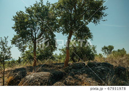 Countryside rocky terrain and a few peeled cork tree Countryside rocky terrain and a few peeled cork tree 67931978