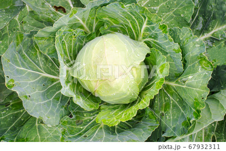 Fresh cabbage grows in the garden. View from above. Healthy and natural food concept. Vegetarianism. Rustic food. Fresh cabbage grows in the garden. View from above. Healthy and natural food concept. Vegetarianism. Rustic food. 67932311