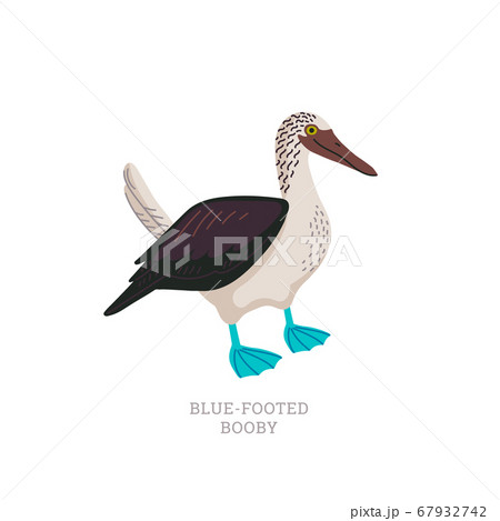 Rare animals collection. Blue-footed booby. 67932742