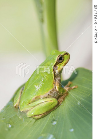 葉の上で落ち着いているアマガエル 67932780