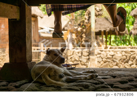 軒下の犬 67932806