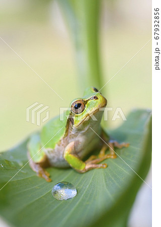 葉の上で上を見上げるアマガエル 67932856