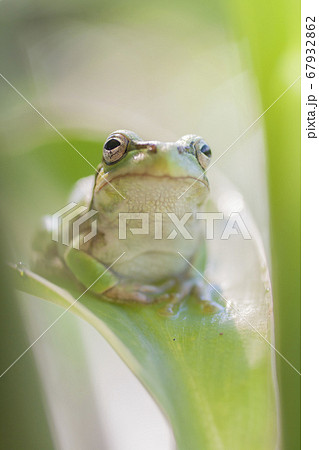 葉の上でこちらを見つめるアマガエル 葉の上でこちらを見つめるアマガエル 67932862