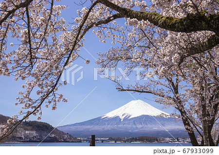【山梨県】桜満開の河口湖北岸から望む富士山 67933099