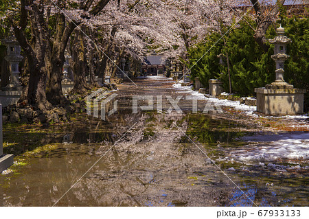 【山梨県】桜満開の国指定重要文化財冨士御室浅間神社 里宮社参道 【山梨県】桜満開の国指定重要文化財冨士御室浅間神社 里宮社参道 67933133