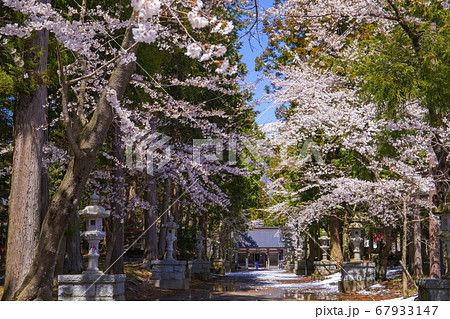 【山梨県】桜満開の国指定重要文化財冨士御室浅間神社　里宮社参道 67933147