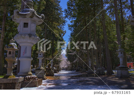 【山梨県】桜満開の国指定重要文化財冨士御室浅間神社　里宮社参道 67933165