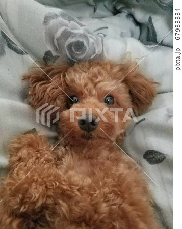 布団に寝てる犬 67933334