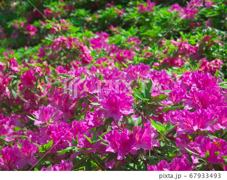 鮮やかに咲くツツジ 67933493