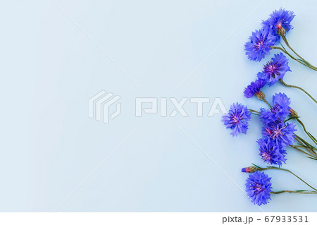 Flower frame / border of blue cornflowers on a pastel blue background. Top view, copy space. Empty space for a text or beauty product. Lifestyle. 67933531
