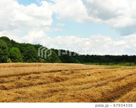 Beautiful summer landscape. Harvesting outdoors Beautiful summer landscape. Harvesting outdoors 67934330