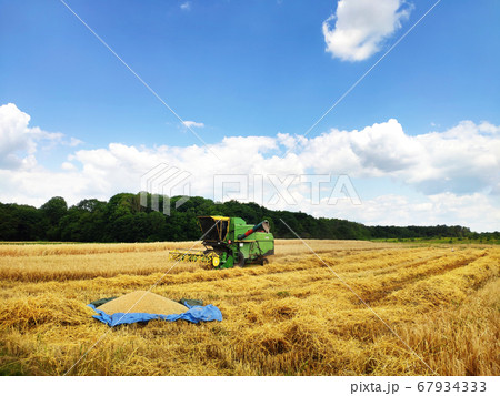 A modern combine harvester working on a wheat A modern combine harvester working on a wheat 67934333