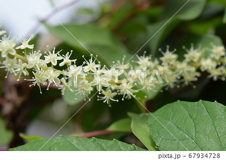 アカザカズラ 67934728